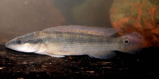 Crenicichla semicincta