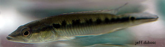 Crenicichla sveni