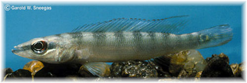 Crenicichla wallacii