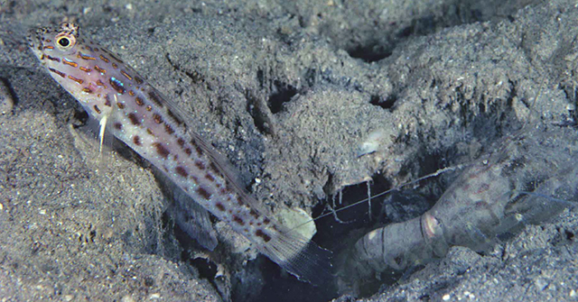Ctenogobiops crocineus