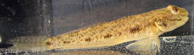 Ctenogobius shufeldti