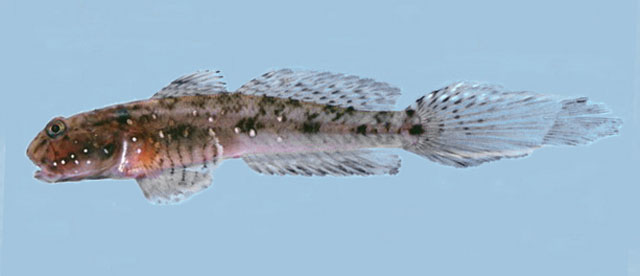 Ctenogobius smaragdus