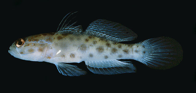 Ctenogobiops tongaensis