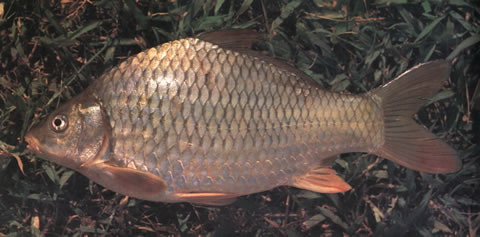 Cyprinus acutidorsalis