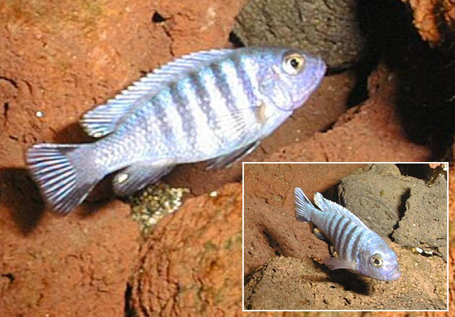 Cynotilapia afra