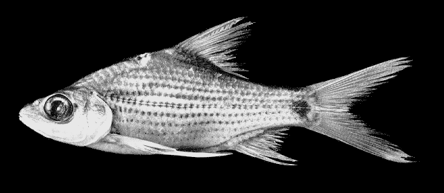 Cyclocheilichthys apogon