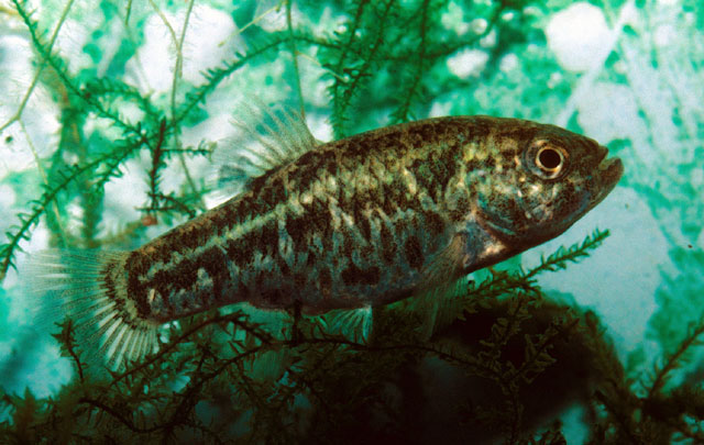 Cyprinodon bovinus