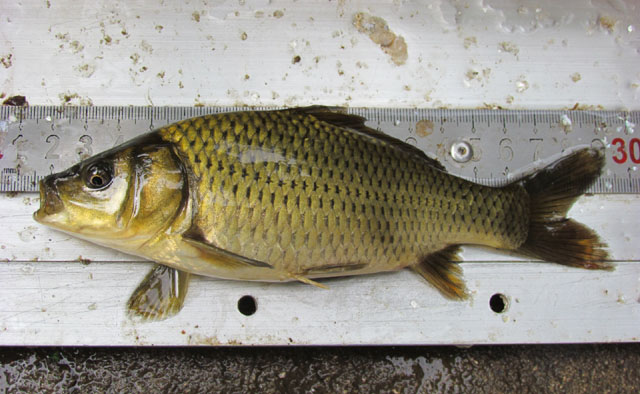 Cyprinus chilia