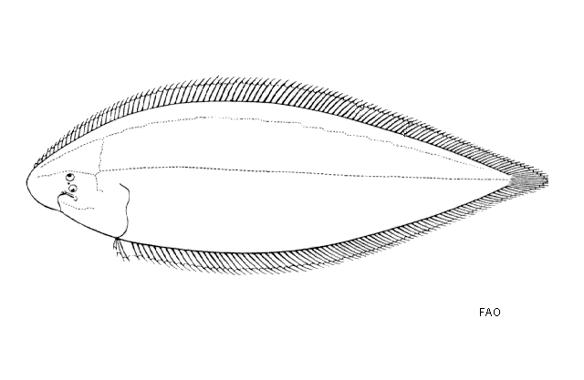 Cynoglossus cynoglossus