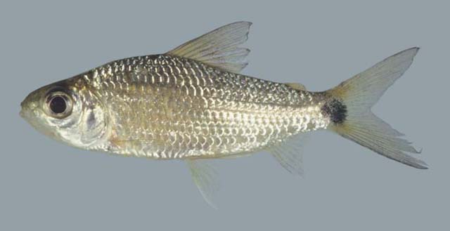 Cyphocharax helleri