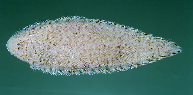 Cynoglossus kopsii