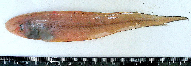 Cynoglossus lingua