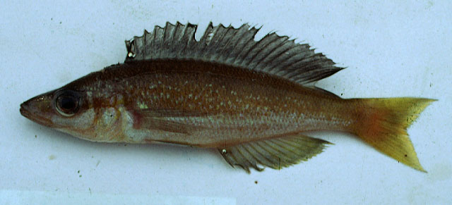 Cyprichromis microlepidotus