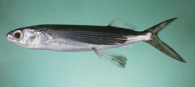 Cypselurus oligolepis