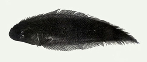 Cynoglossus oligolepis