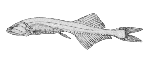 Cyclothone pseudopallida