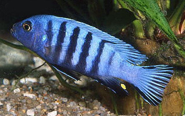 Cypul_u0.jpg
