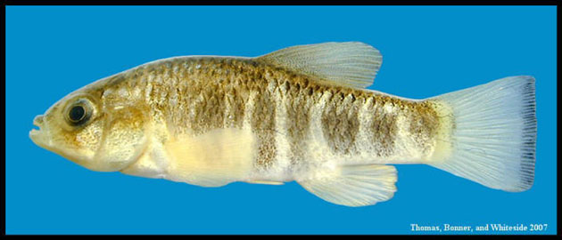 Cyprinodon rubrofluviatilis