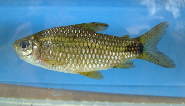 Cyphocharax saladensis