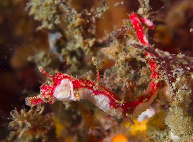 Cylix tupareomanaia