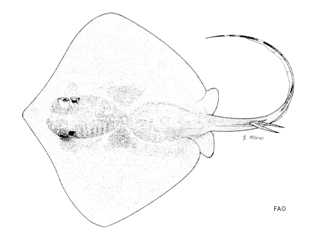 Neotrygon annotata