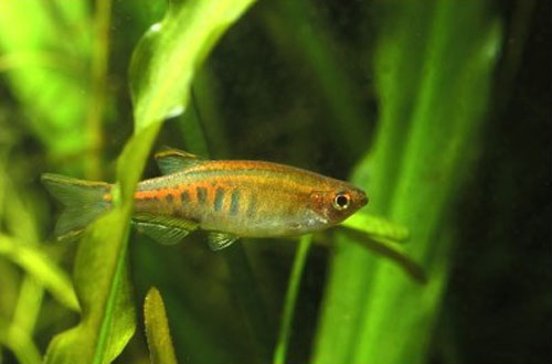 Danio choprae