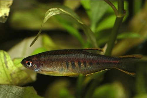 Danio choprae