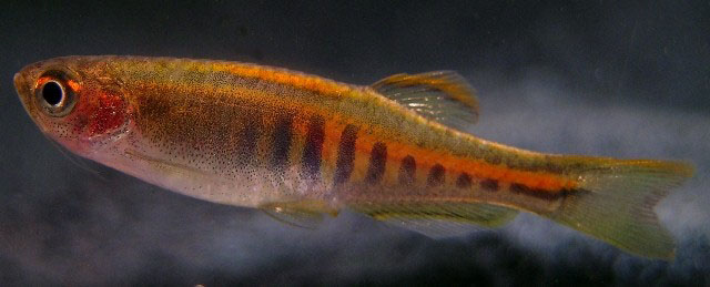 Danio choprae