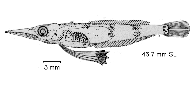 Dacodraco hunteri