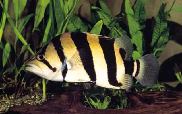 Datnioides microlepis