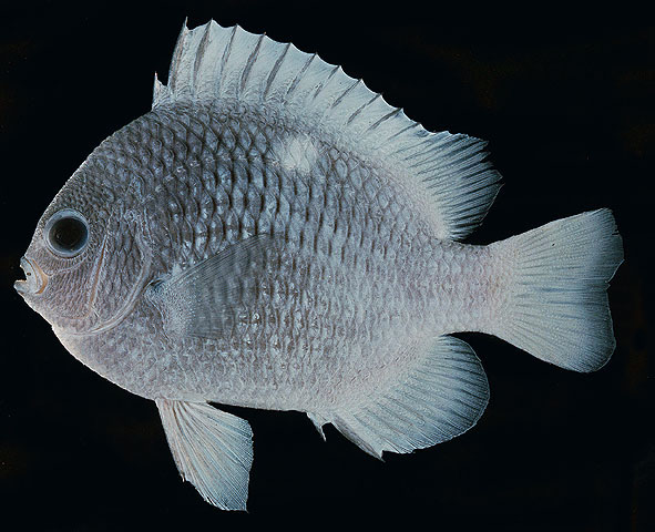 Dascyllus strasburgi