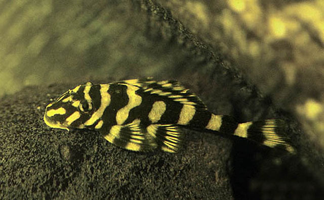 Dekeyseria brachyura