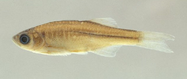 Devario chrysotaeniatus