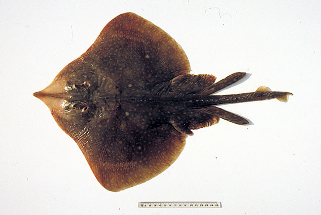 Dentiraja confusa