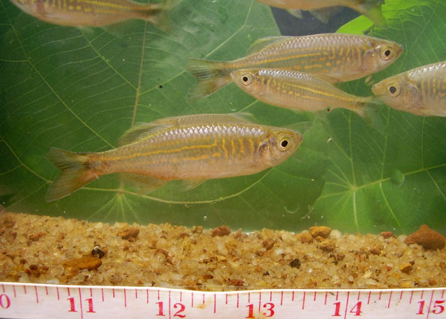 Devario malabaricus