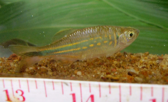 Devario malabaricus