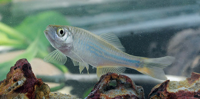 Devario malabaricus