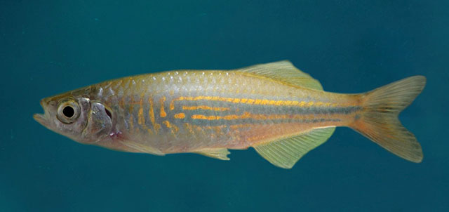 Devario malabaricus