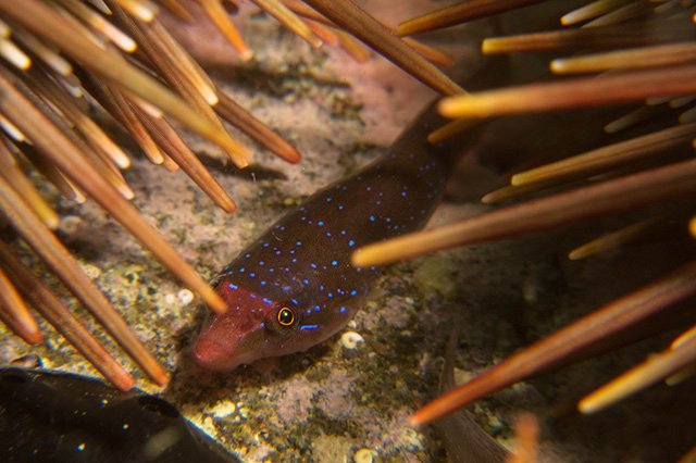 Dellichthys morelandi