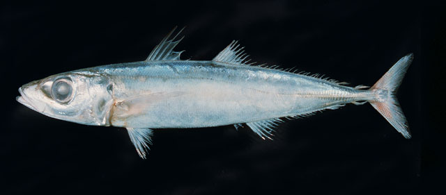 Decapterus russelli