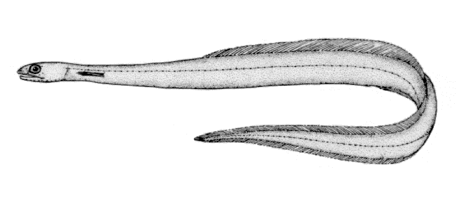 Derichthys serpentinus