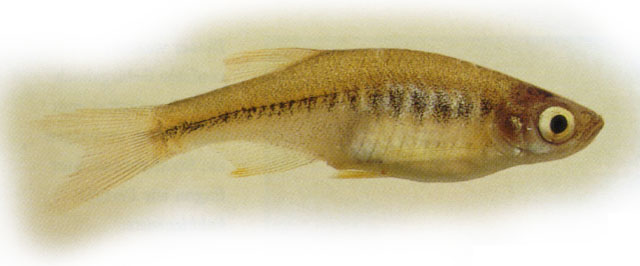 Devario shanensis