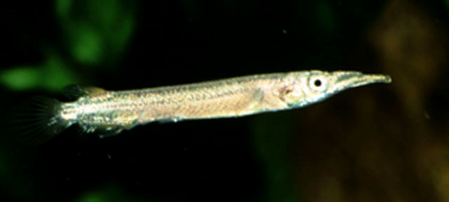 Dermogenys siamensis