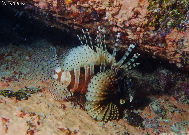 Dendrochirus zebra