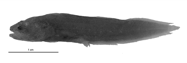 Diancistrus alatus