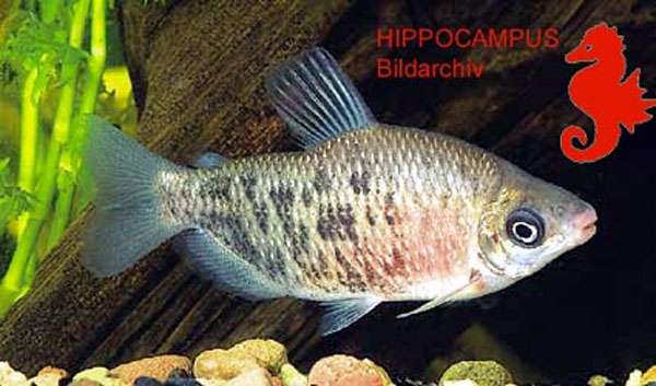 Distichodus altus