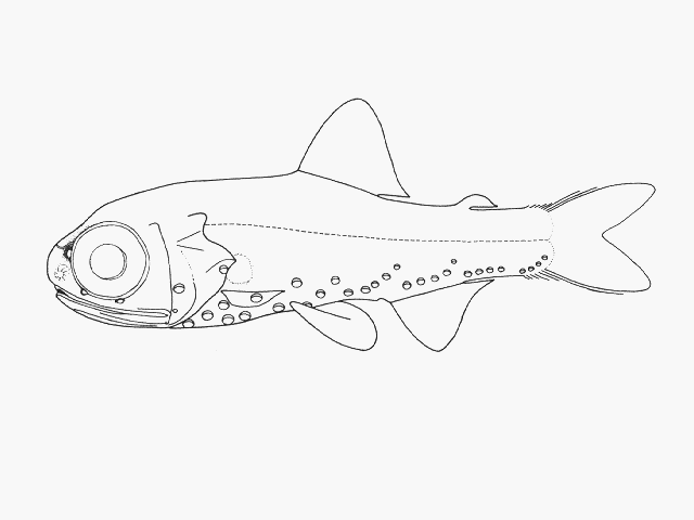 Diaphus anderseni