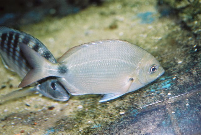 Diplodus argenteus