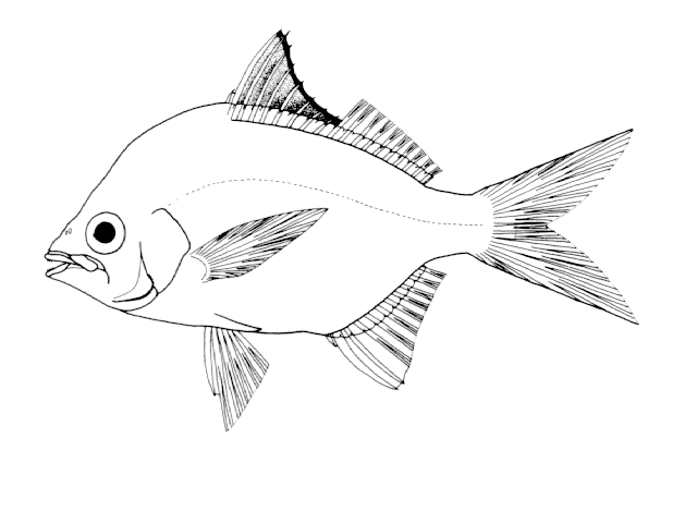 Diapterus auratus