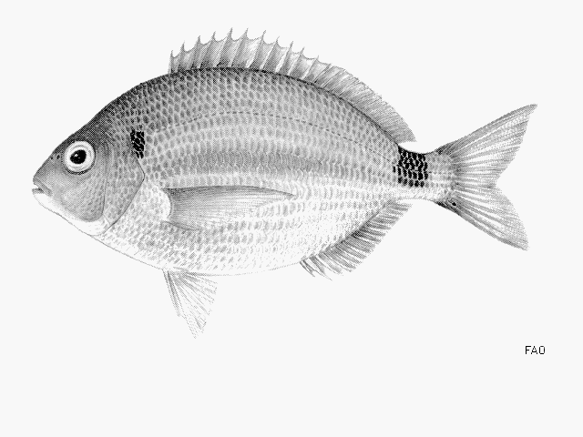 Diplodus bellottii